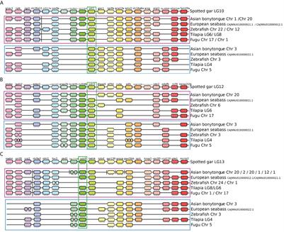 Characterization of the somatostatin system in tilapia: implications for growth and reproduction